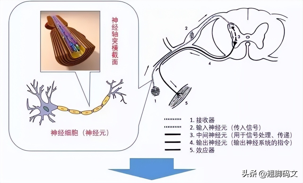 生孩子和蛋碎哪个疼,蛋碎和生孩子哪个更疼