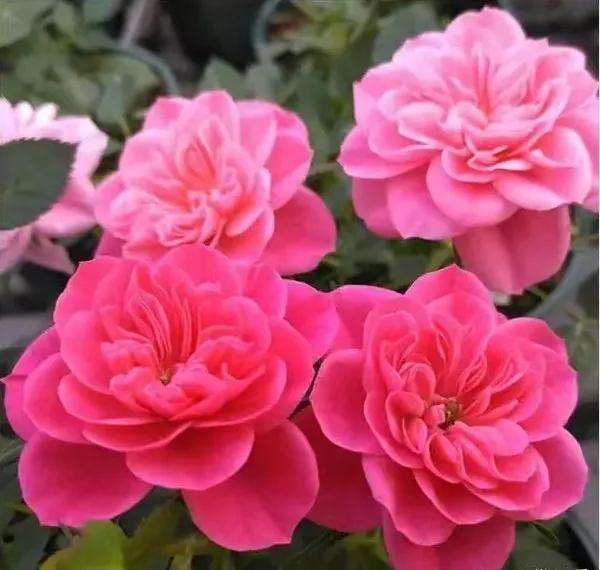 恋人印记,恋人烙印