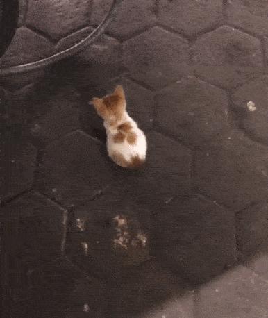 猫做核酸了么,猫核酸检测有必要做吗