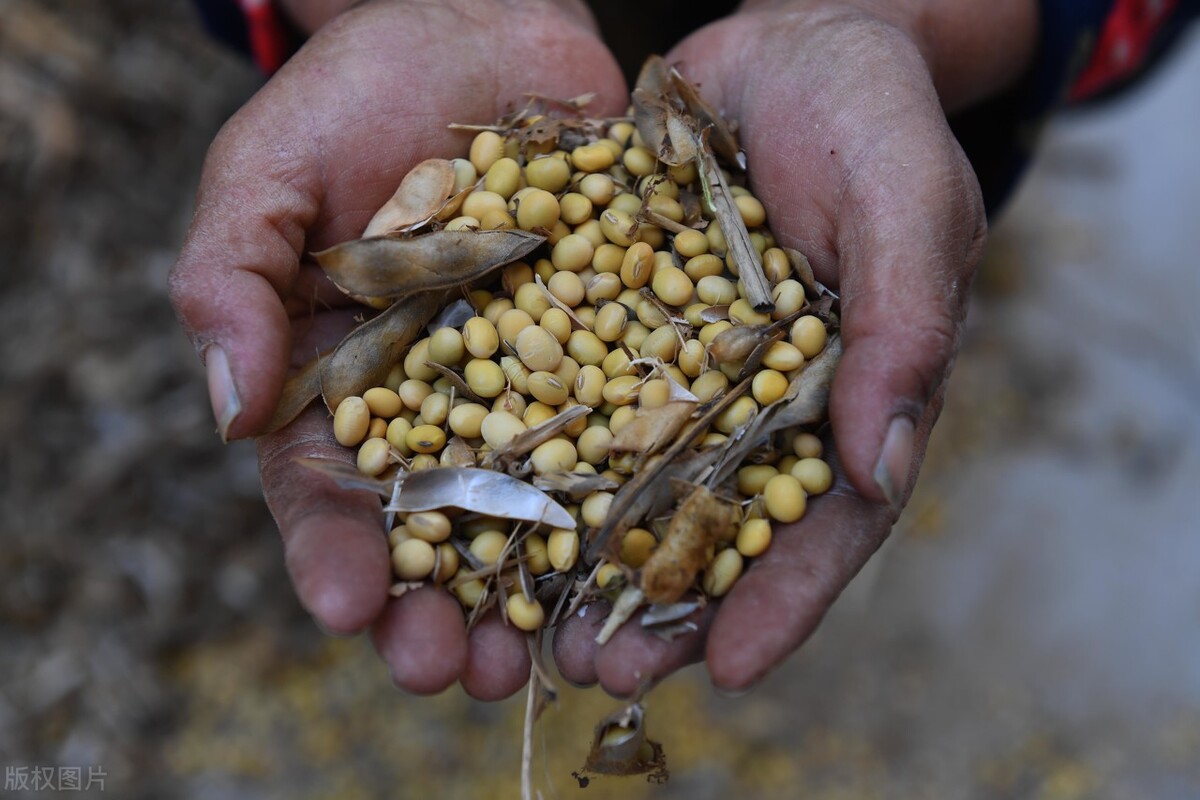 今日全国各地大豆价格行情走势,今日全国大豆价格是涨是跌