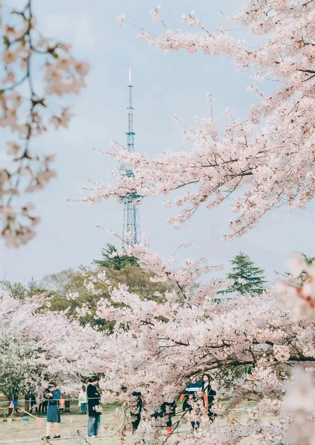 日本100个最佳樱花景点,日本十大樱花景点