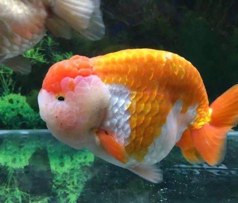 兰寿金鱼和泰狮金鱼是一个品种,百褶泰狮和兰寿杂交会出什么鱼