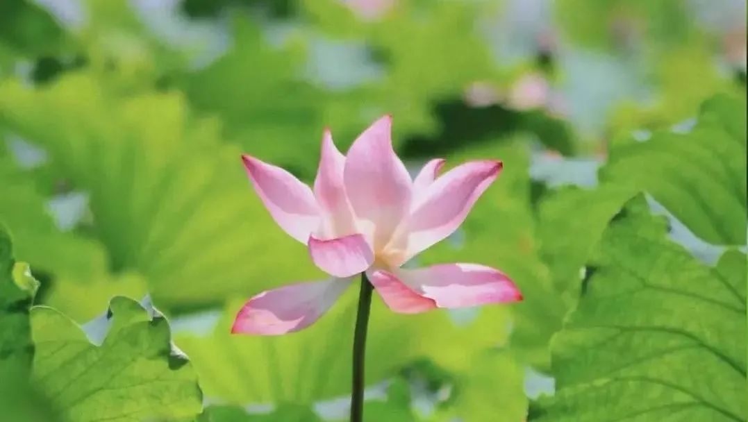 二十四节气立夏美文,立夏节气语录