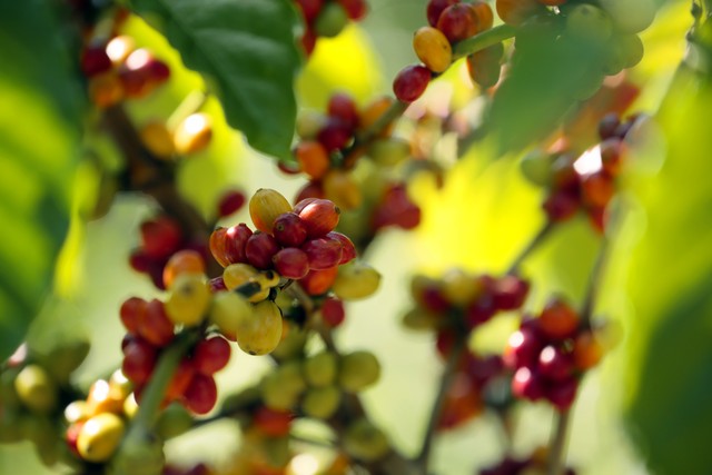 咖啡因杀虫剂,咖啡因天然杀虫剂