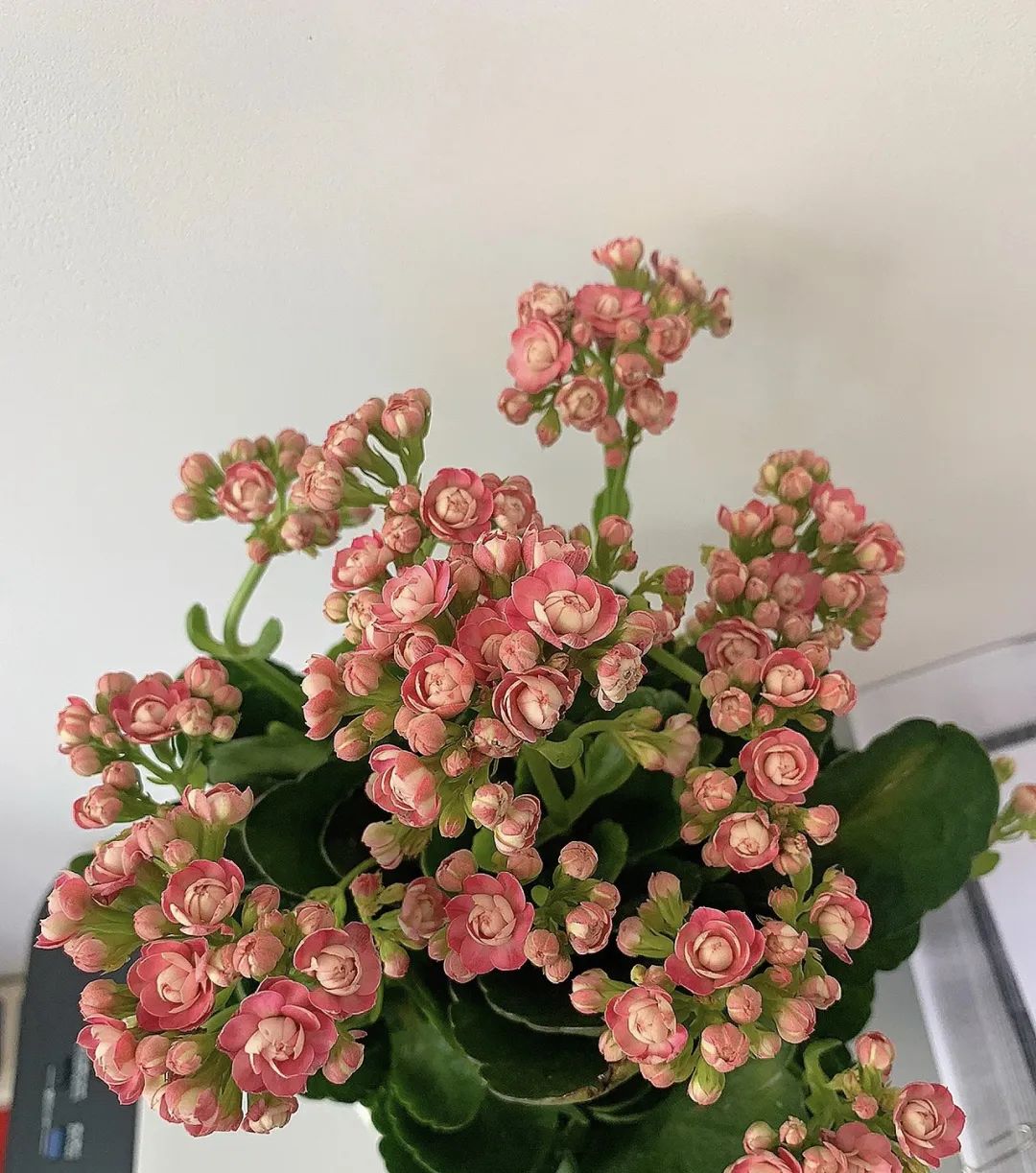 最适合新手养的4种花太好养,超迷人的3种花好养易活