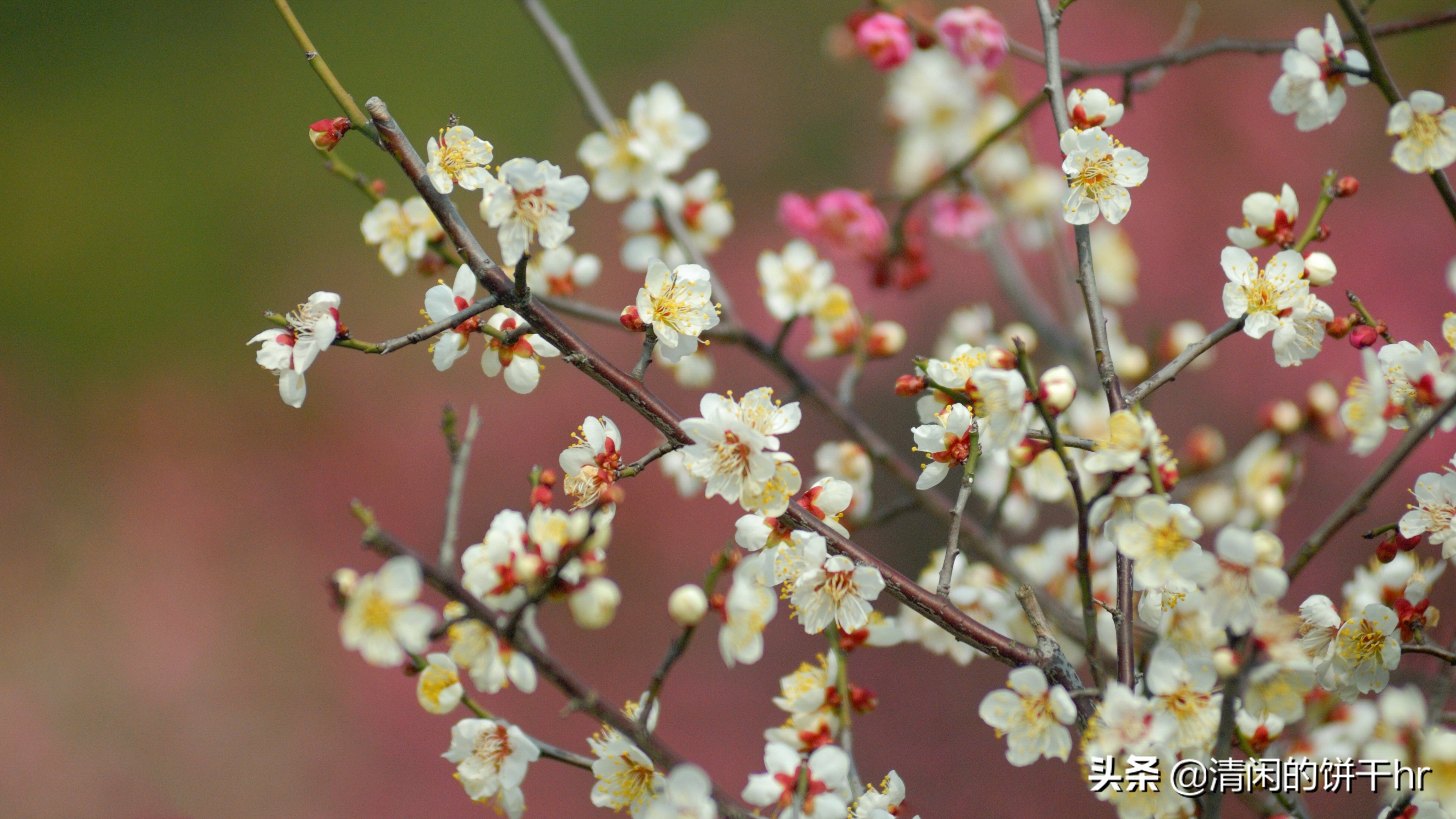 淡雅书香梅花唯美图片,淡雅梅花花卉图片