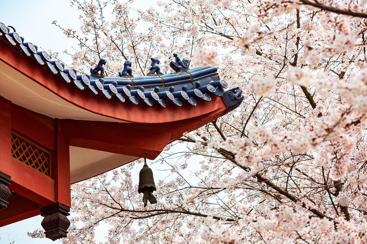 枝头烂漫，堆云叠雪，万顷开无际——樱花，岁岁花开树树春