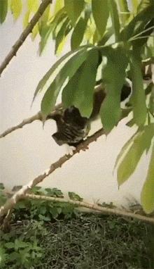 猫咪挑食只需一招,猫咪讨食小技巧