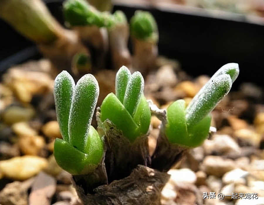 人见人爱的动物大全,人见人爱的生肖却又让人害怕