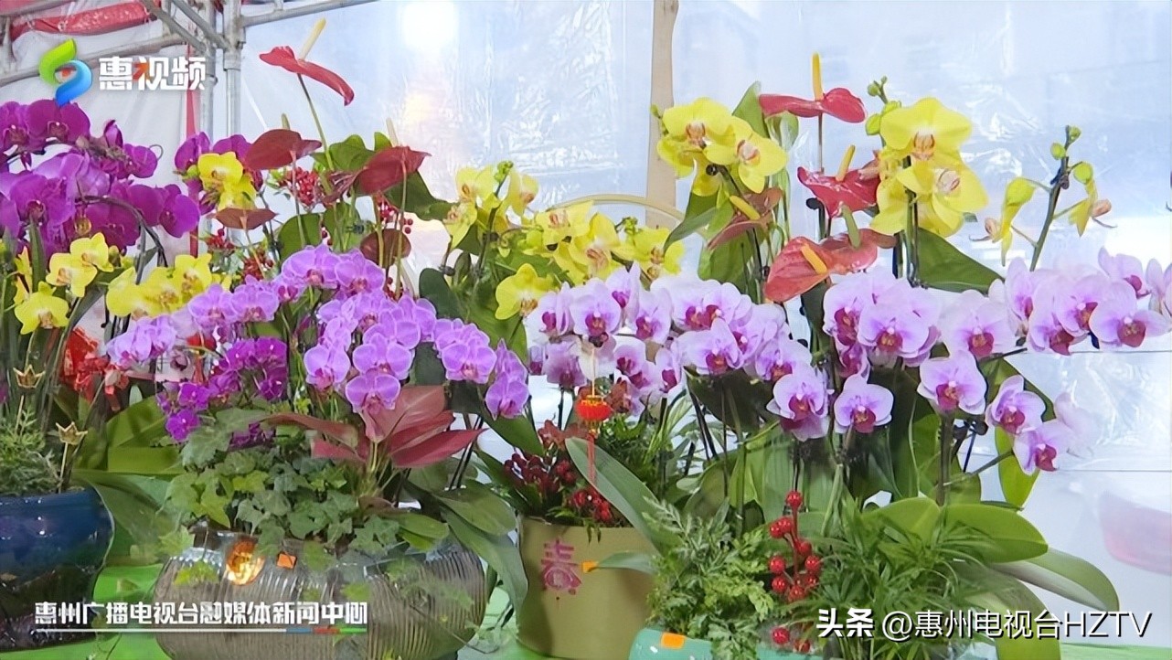 春节倒计时惠州,惠州春节活动安排表