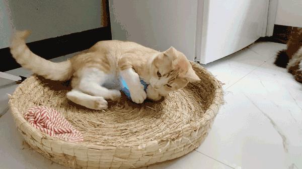 你的这些行为其实让猫咪嫌弃,你的好意别人会以为是恶意