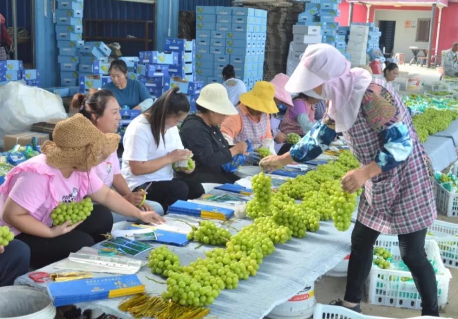 种植阳光玫瑰一年利润多少,阳光玫瑰40亩卖700多万