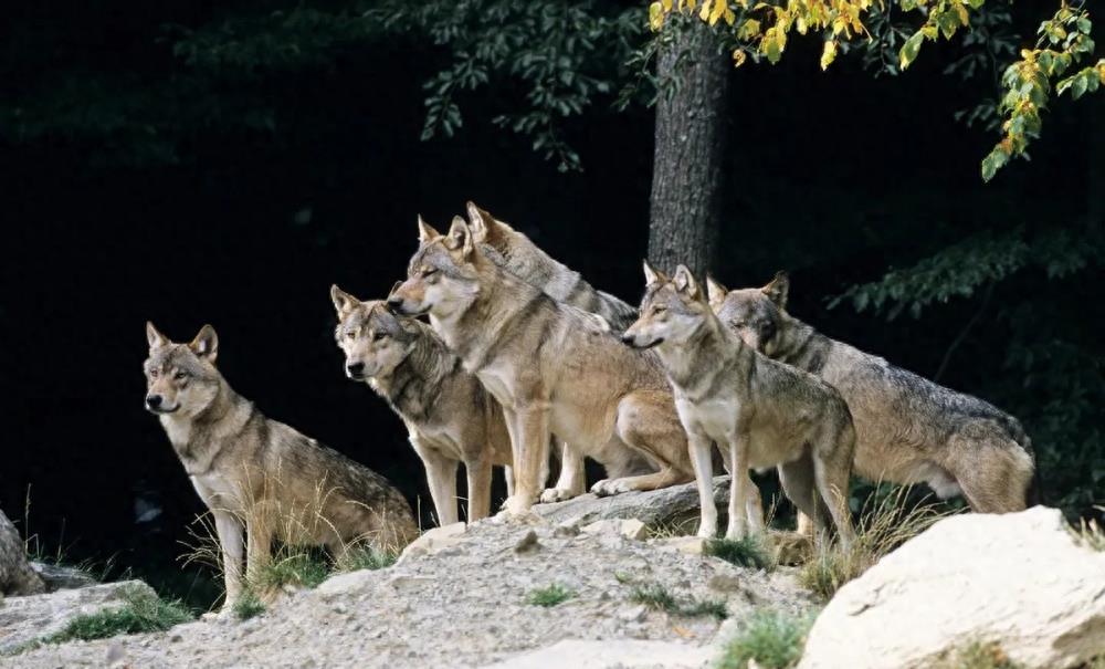 狼群只有狼王才能生后代吗,狼群中只有狼王有交配权吗