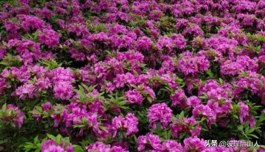 景观地被植物价格,地被植物优良品种