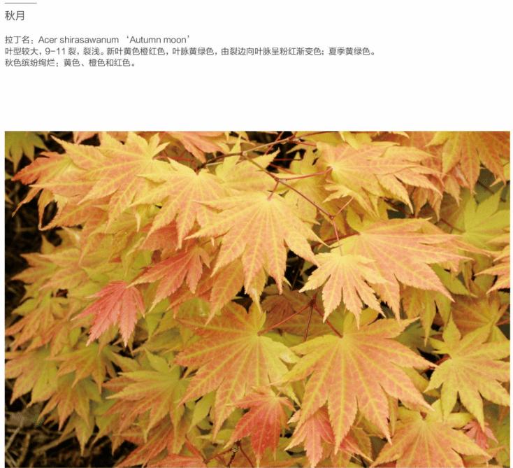 「秋天必看」枫树图鉴22年版——鸡爪枫及日本枫篇