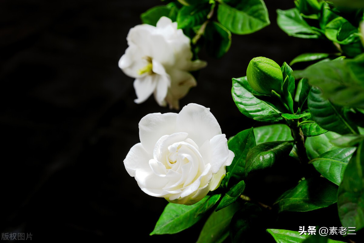 女作家去做保姆最新篇654,女作家去做保姆110集