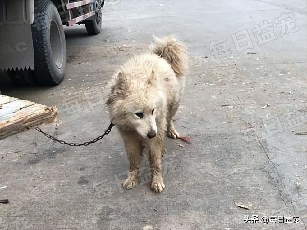 萨摩耶在马路边上捡回家养,萨摩耶被流浪狗看上