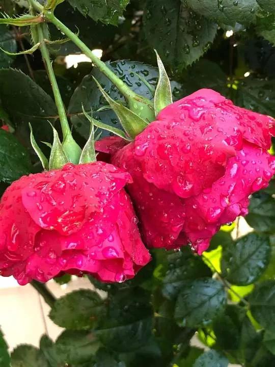 月季品种醉花,月季品种大全及图片欣赏