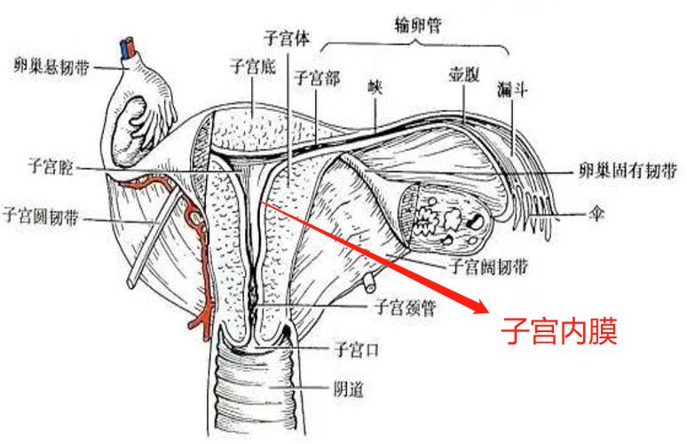 纵隔子宫对怀孕有影响吗,纵隔子宫需要治疗吗