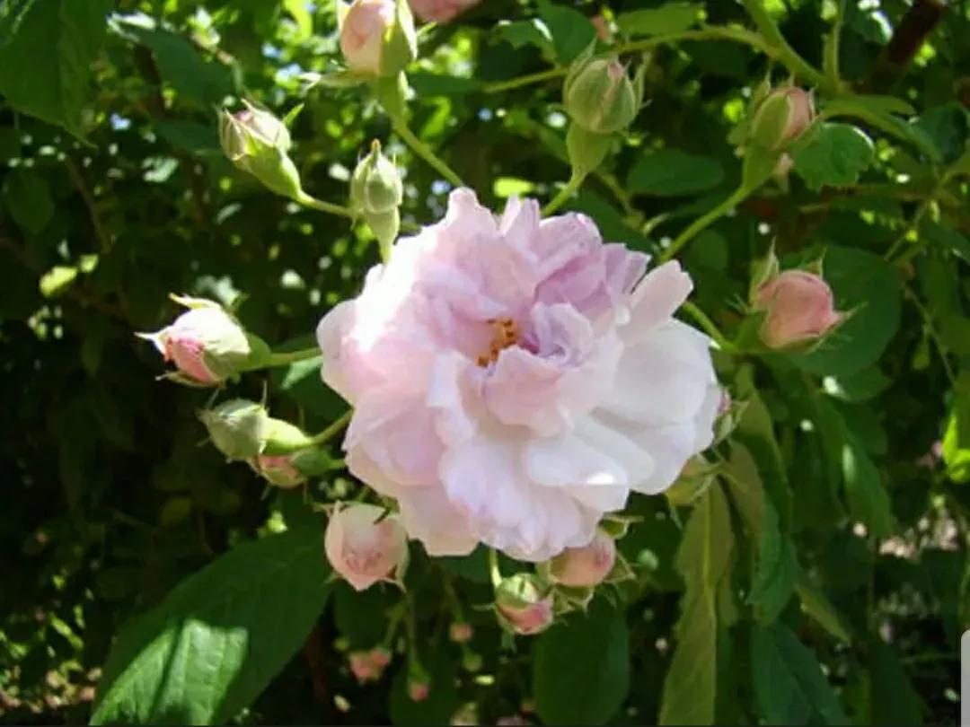 月季玫瑰蔷薇三姐妹的区别,月季蔷薇和玫瑰哪个更好看