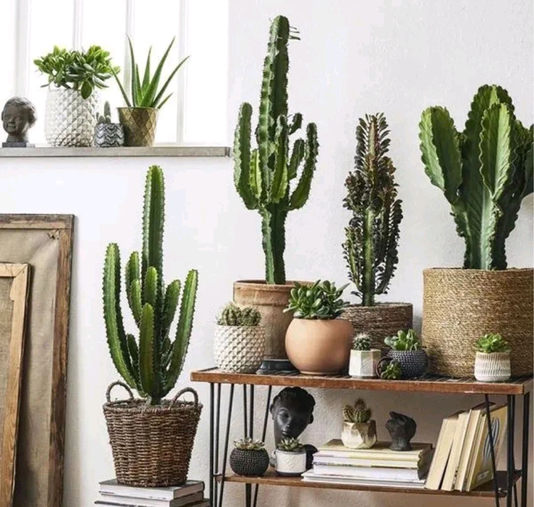 100个阳台养什么花好,100种阳台养的花草