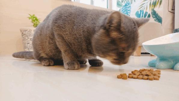 给猫咪洗澡有哪些注意事项,给猫咪洗澡的七个注意与十个步骤