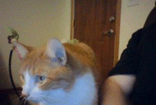 救命！猫咪太黏我了怎么办？