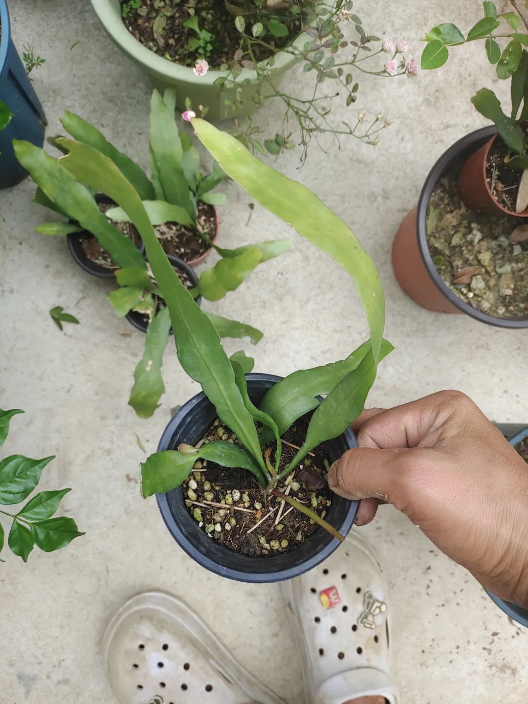 刚买回来的盆栽掉叶子怎么回事,盆栽蔫了怎么补救