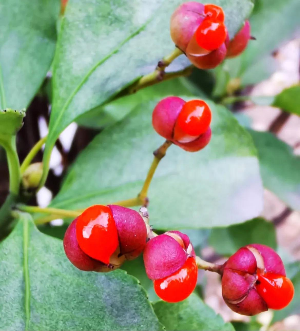 春天十种最美的花名字,花名带冬的有什么花