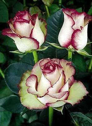 这才是最美的玫瑰花图片,最好看的紫色玫瑰花图片