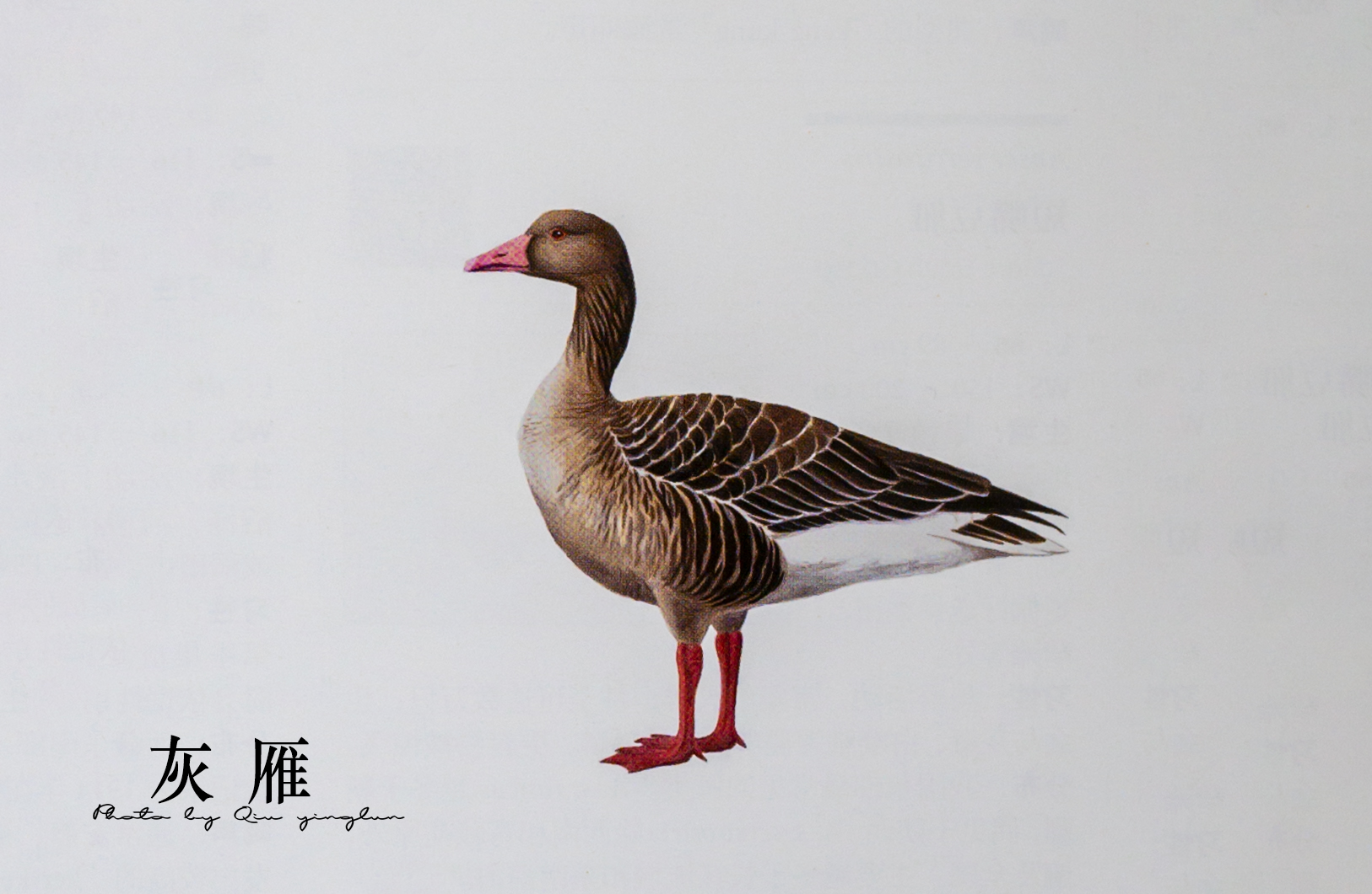 涓滄睙鎻借儨,涓滄睙鎻借儨楦熺被