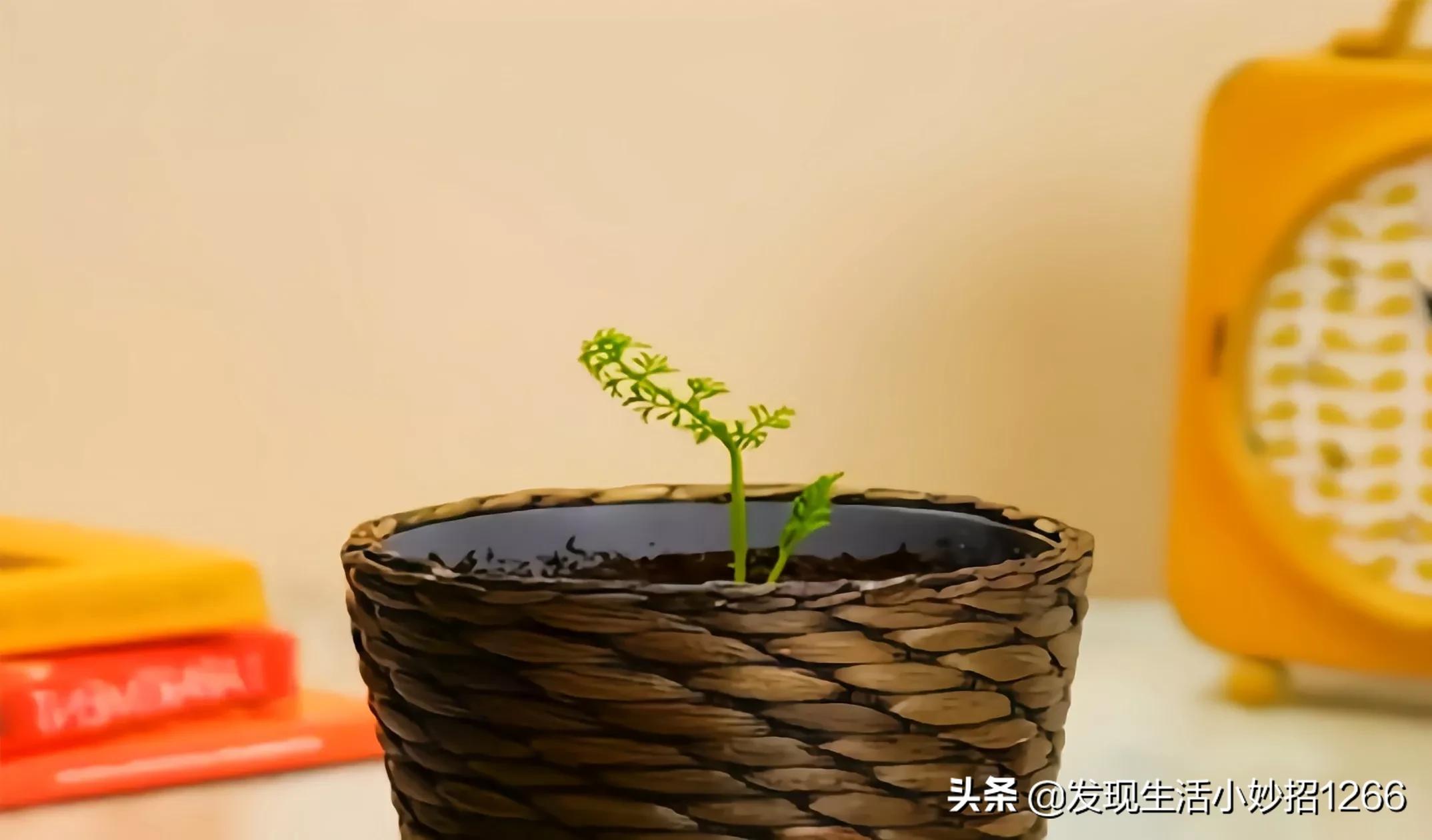 分享20个生活小妙招，手机不小心进水，这个方法比吹风机还好用