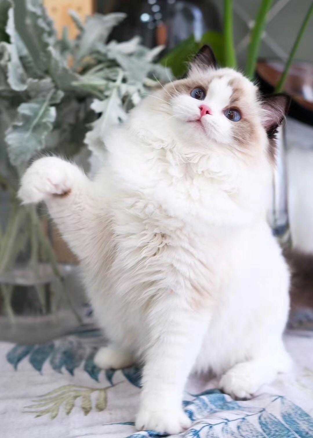 最值得推荐养的几种猫,中华田园猫12个品种图哪个最好养