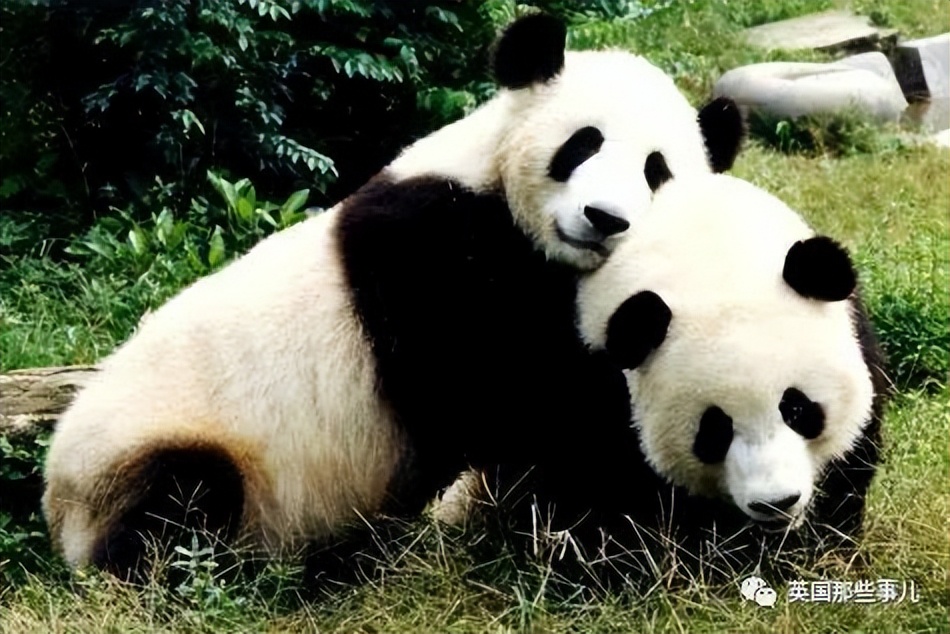 在美国大熊猫回国了吗,目前旅居国外的大熊猫有哪些