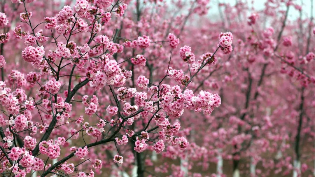 有一种生活叫做云南的生活,有一种叫云南的生活原文