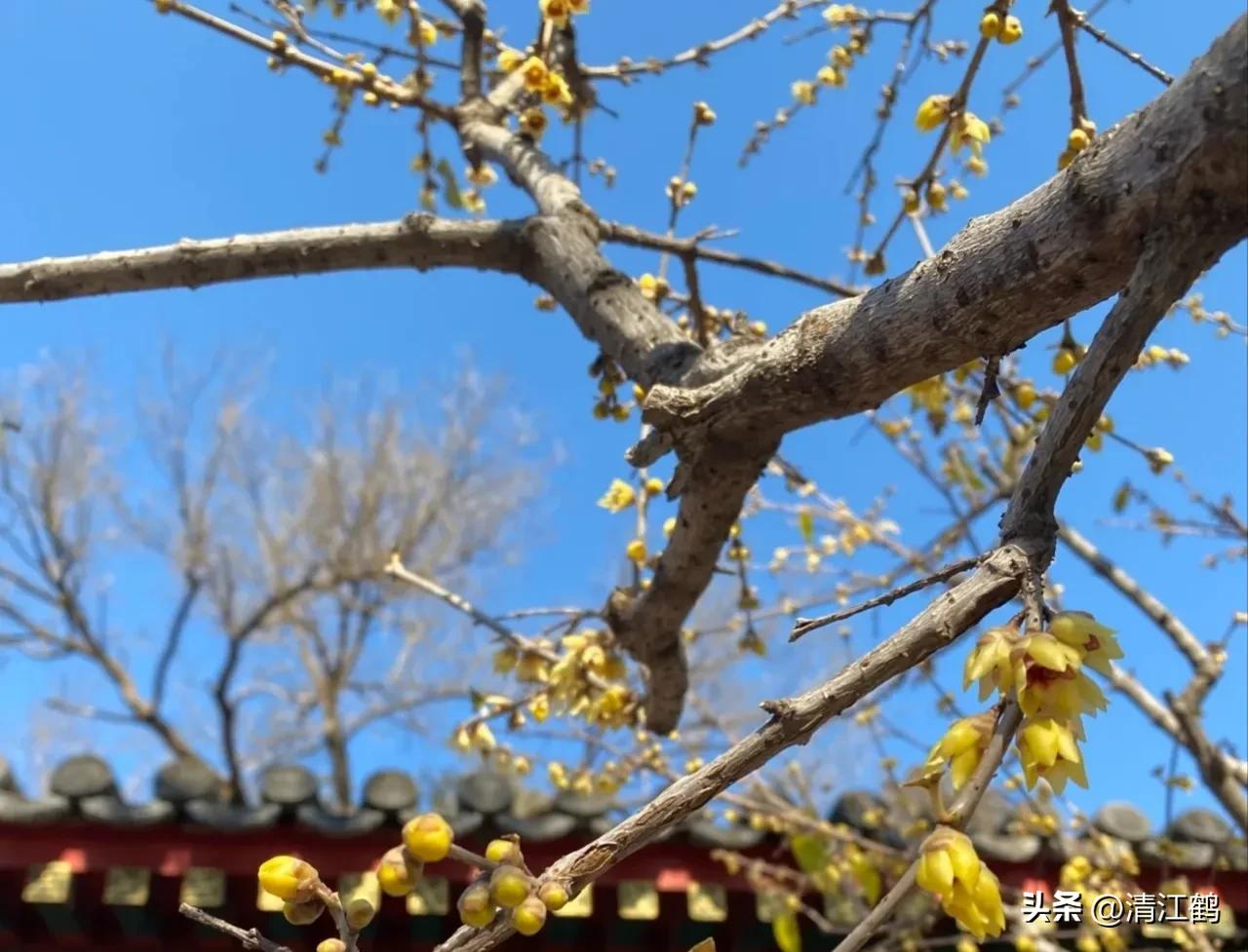 腊梅病虫害图片,腊梅病害