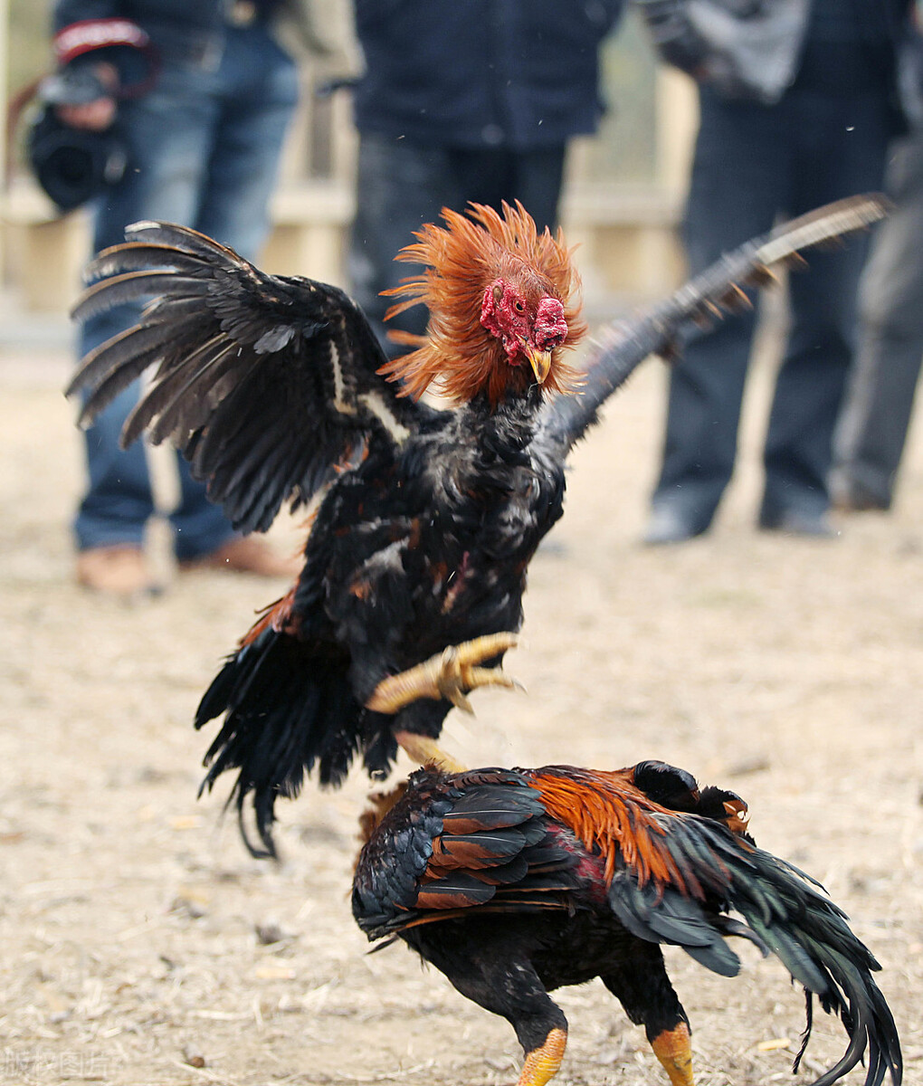 多米尼加是富饶国家吗,多米尼加十大冷知识