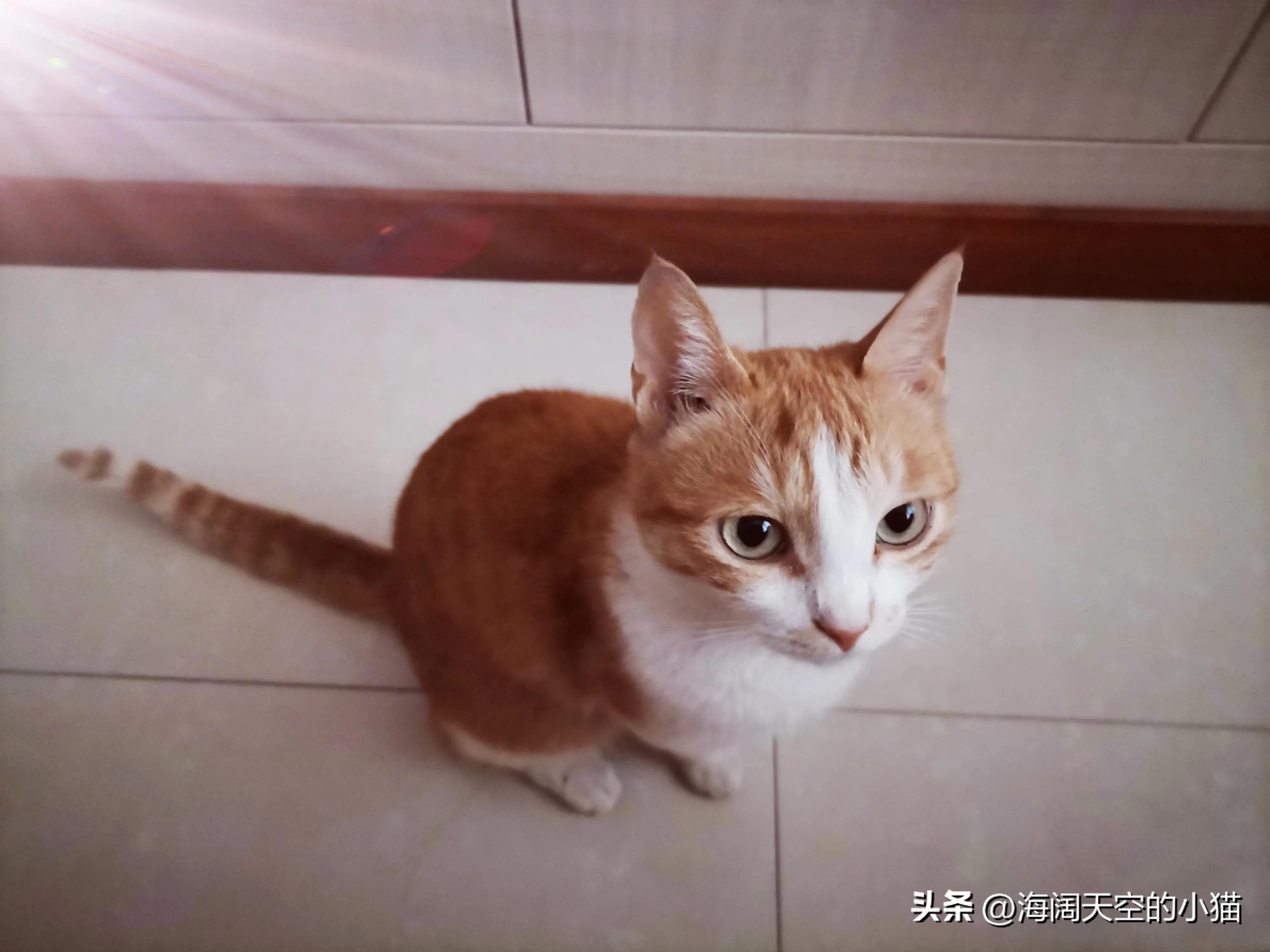 家里养三只猫也会孤独吗,家里三只猫会有领地意识吗