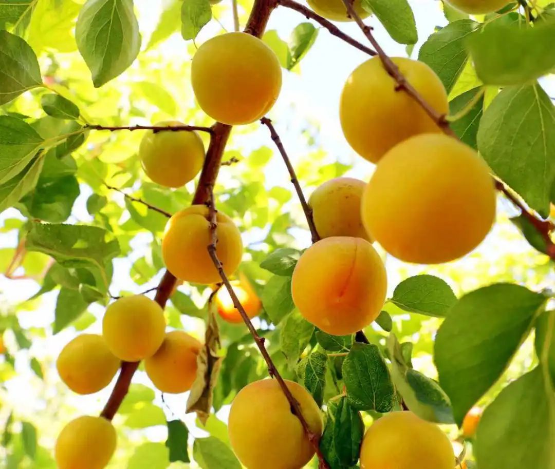 诗词选编——杏子28首