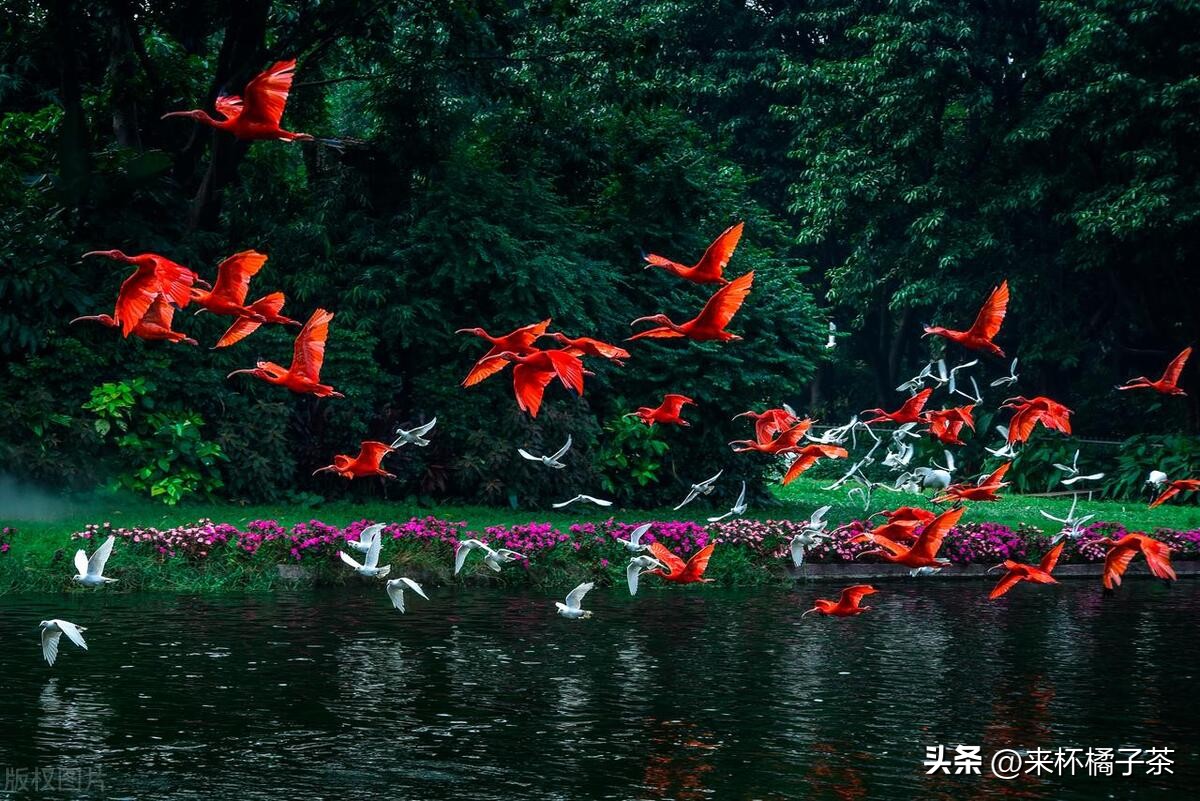 长隆和长鹿哪个门票便宜,长鹿动物园和长隆动物园哪个好玩