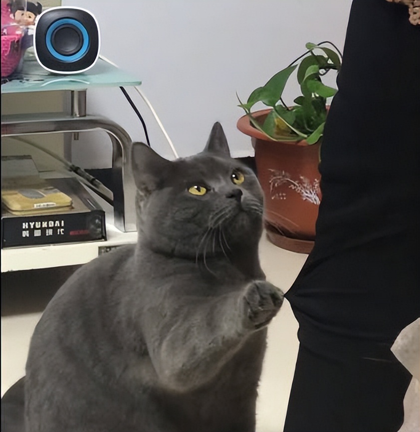 英短猫怎样才能哄好,英短猫抓你腿什么意思