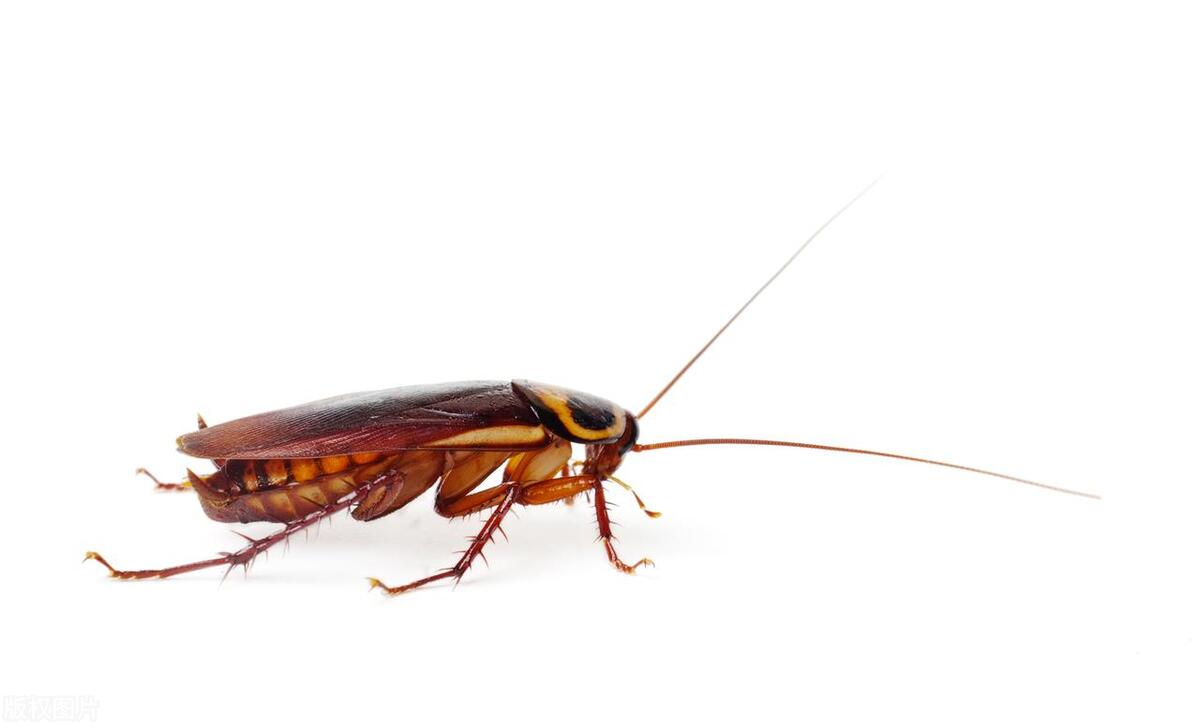 酒精能杀死蟑螂的细菌吗,沸水能杀死蟑螂吗