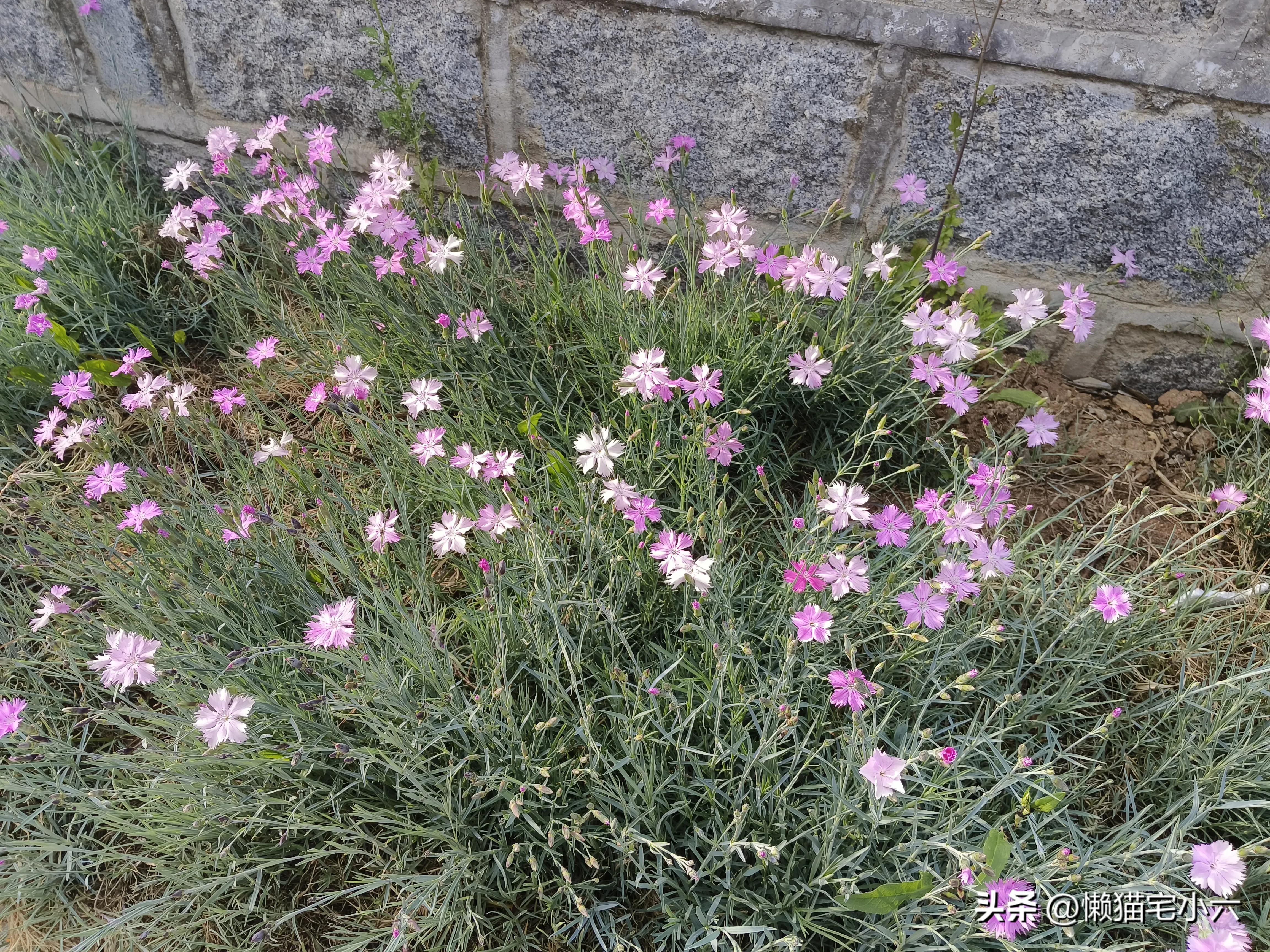 吾欲将心寄明月,吾欲将心寄明月是什么意思