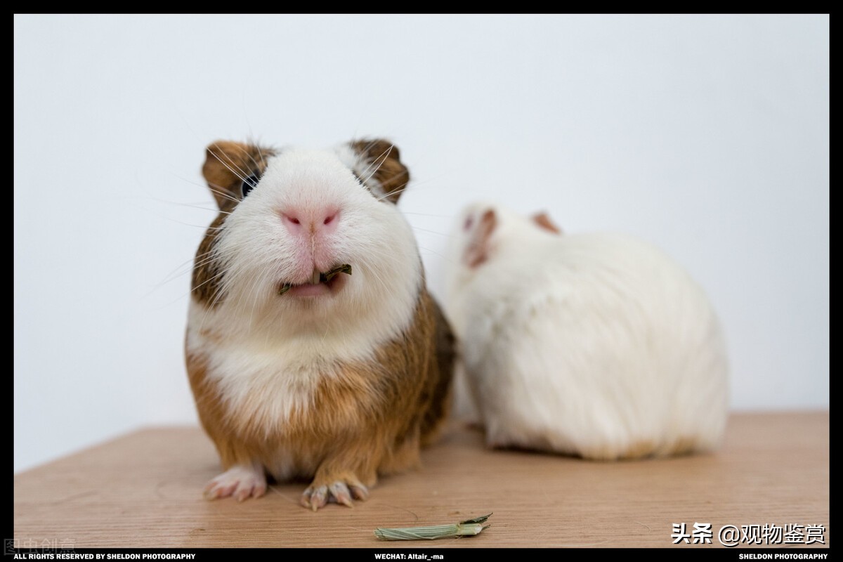 适合新手养的宠物荷兰猪吃什么,荷兰猪最好的生活习性