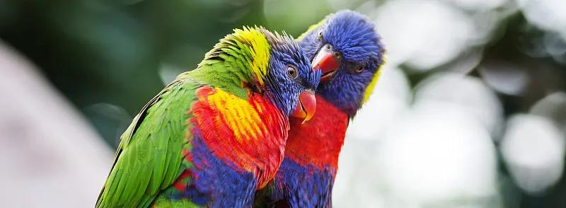 素食宠物食品,素食宠物零食有哪些品种