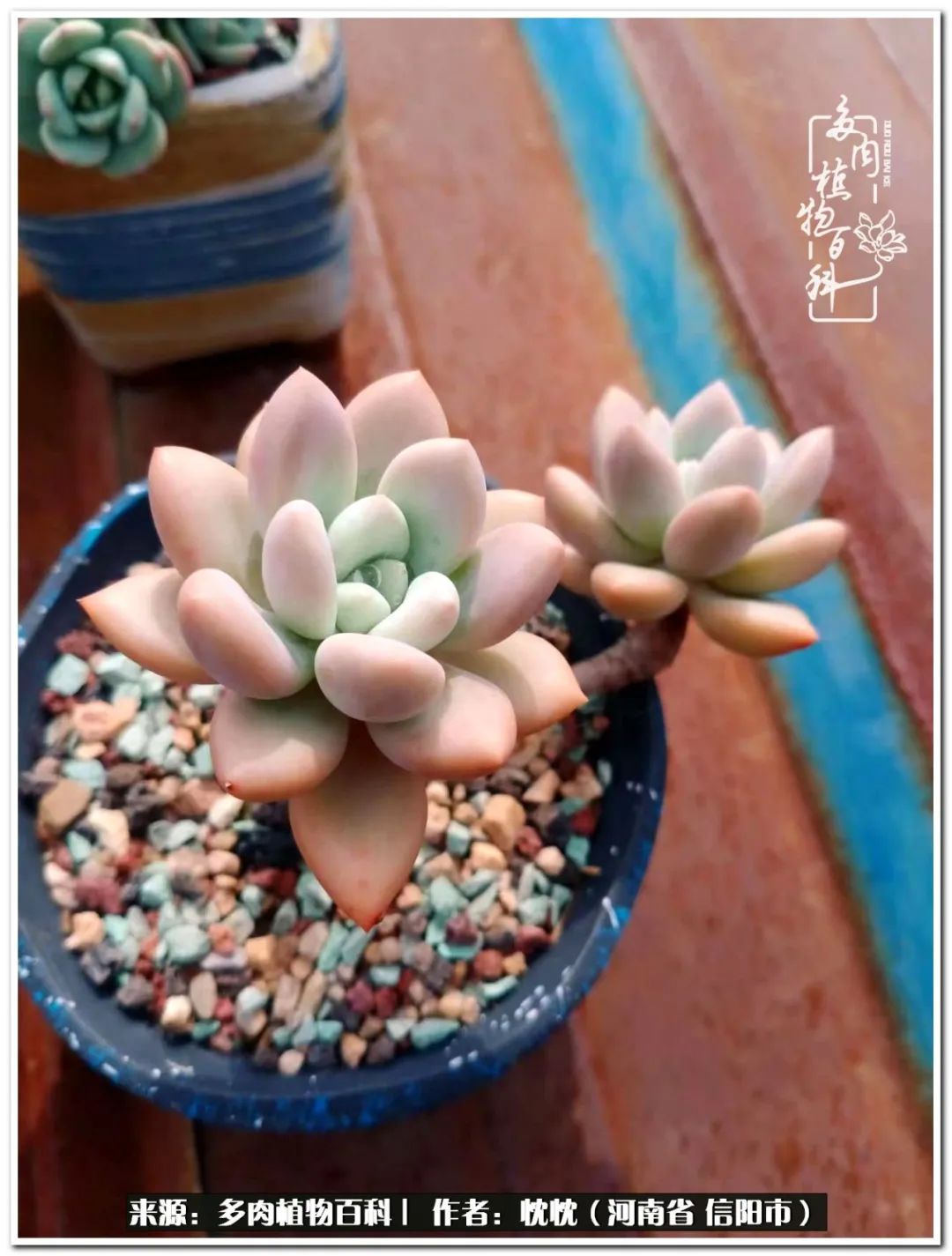 携一人白首择一城终老心之向往,携一人之手择一城终老图片