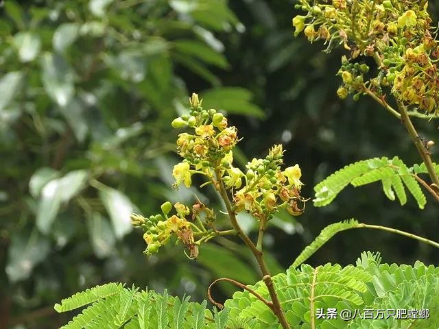 本命年红裤腰带是什么样子的,有本命年穿的红裤吗