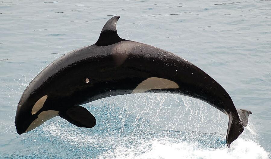 世界上没有天敌的十大动物,十大没有天敌的动物排行榜