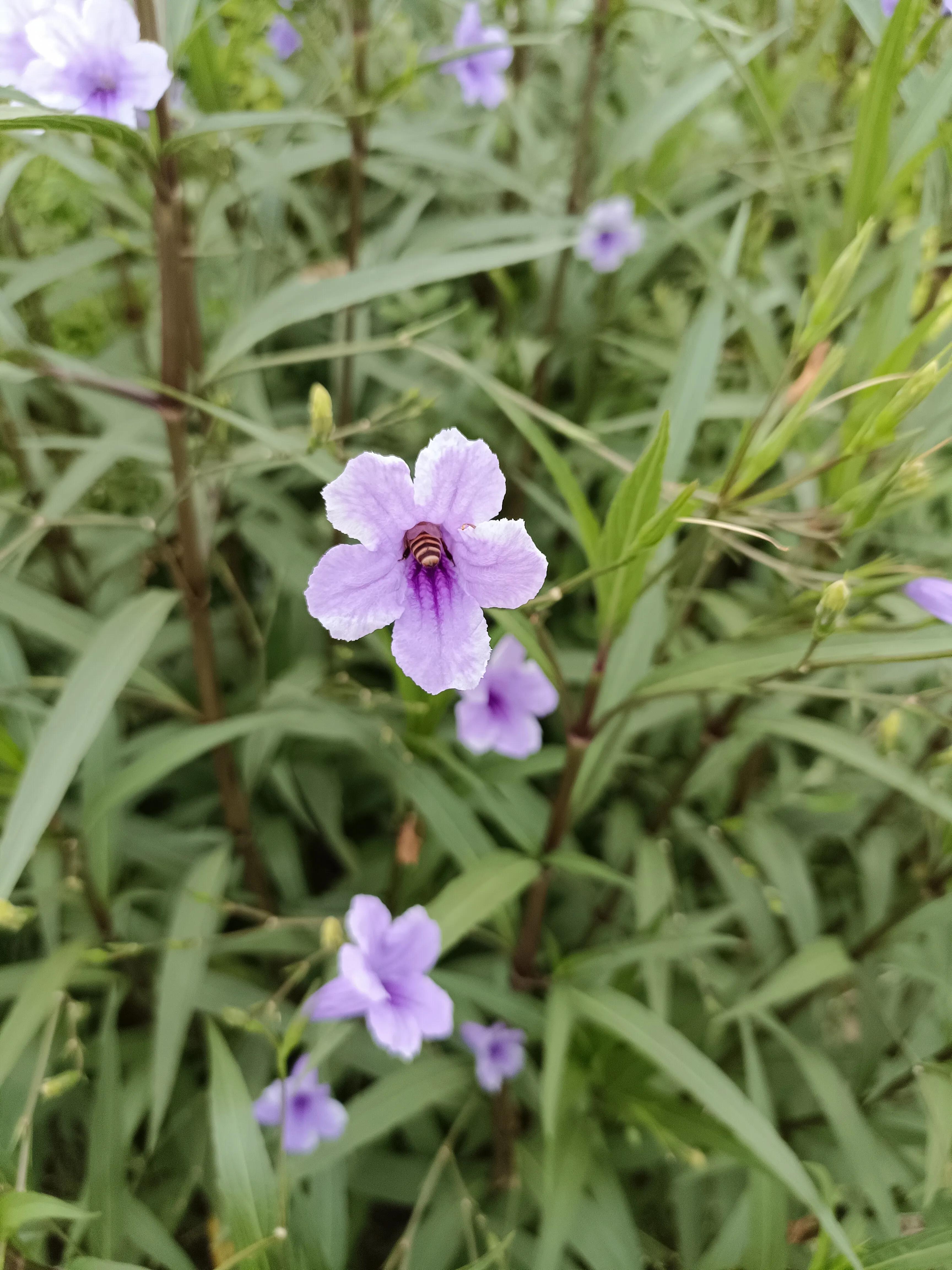 严厉的老师作文,严厉的老师好还是温柔的老师好