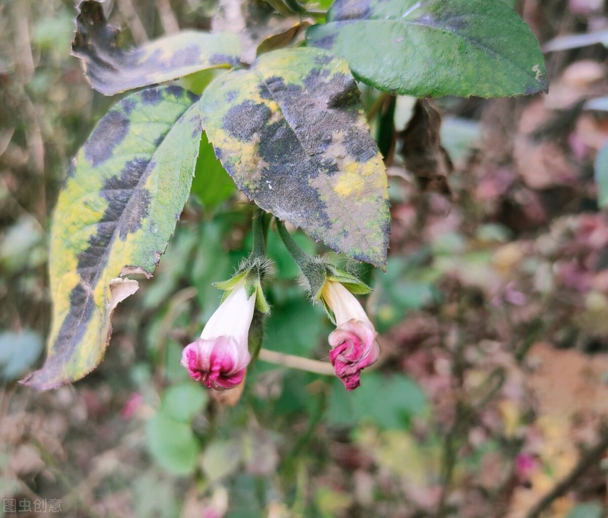 离离原上草一岁一枯荣的翻译,离离原上草一岁一枯荣诗句的意思